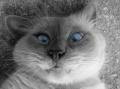 23 animals 62980