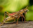 1242922930 mamals insects003