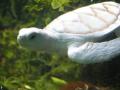 albino 13