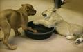 baby lion 07