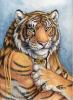 Tiger_Portrait.jpg