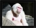 albino 14