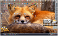 red_fox_2