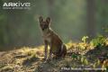 Dhole