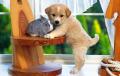 050711 dog