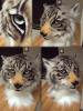 1542570922.frostizoo img 3199