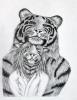 1311358824.dimasbka tigers