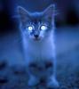 cats_am5.jpg