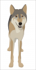 Canine.png