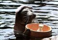 1261033142 animals 05 01