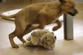 baby lion 02