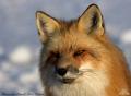 Red Fox 802