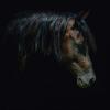 Horse Ann1