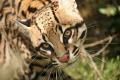 Ocelot 22