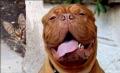 the-craziest-animals-ever26