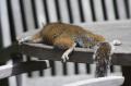 Squirrel 09