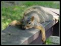 Squirrel 11