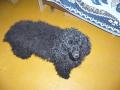 a 1189034333 alex - liza