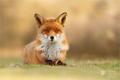 zen fox 2015-09-14