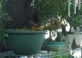 Squirrel 06