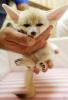 1261033221 animals 73 13