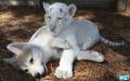 1274293749 wolf-an...cubs-04