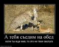 578740 a-tebya-sedim-na-obed