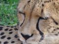 zoopark2009