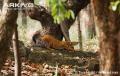 Dhole-stretching