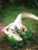 albino 08