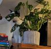 h-98164