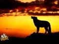 Red Fox 11