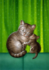 catpic14