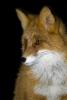 Red Fox 847
