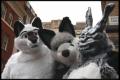 furry i become