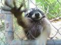 racoon 25