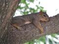 Squirrel 15