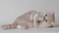 1261033119 animals 05 07