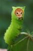 1242923065 mamals insects028
