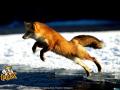 Red Fox 25