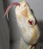 albino 04