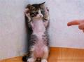 adorable-animal-ca...m-44759