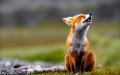 fox-u3