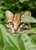 Ocelot 01