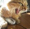 cats_amA.jpg