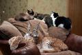 Lynxphoto (6)�