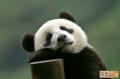03xongmao 15