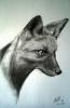 young_silver_fox_by_Culpeo_Fox