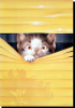 catpic6