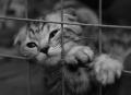 Animal_033.jpg